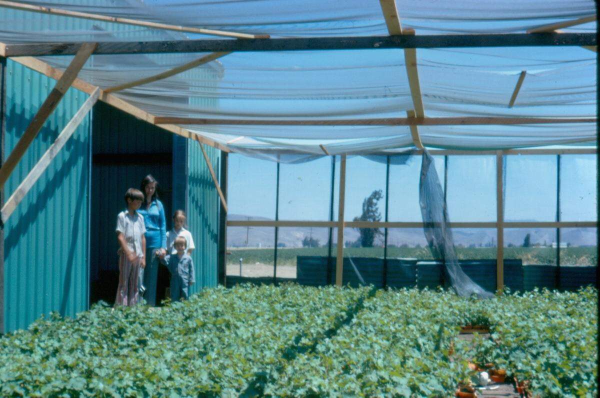 Lohr family members check out the Greenfield greenhouse in 1972. Patriarch Jerry Lohr, founder of J. Lohr Winery, called the structure “the shade house,” according to daughter Cynthia Lohr.