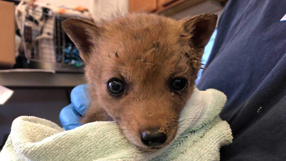 The Santa Barbara Wildlife Care Network received an orphaned coyote in May 2021. Officials say coyote visits to urban areas appear to be on the rise throughout the state, including Santa Barbara County, most likely because of the drought.