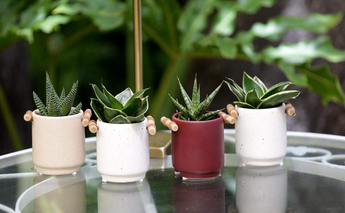These plants are a variety of succlents, snake plant, dracaena and Haworthia. Understory Plant Shop opened in downtown San Luis Obispo, California as part of the Samantha Huntley’s interior plant design business Happy Plant Company.