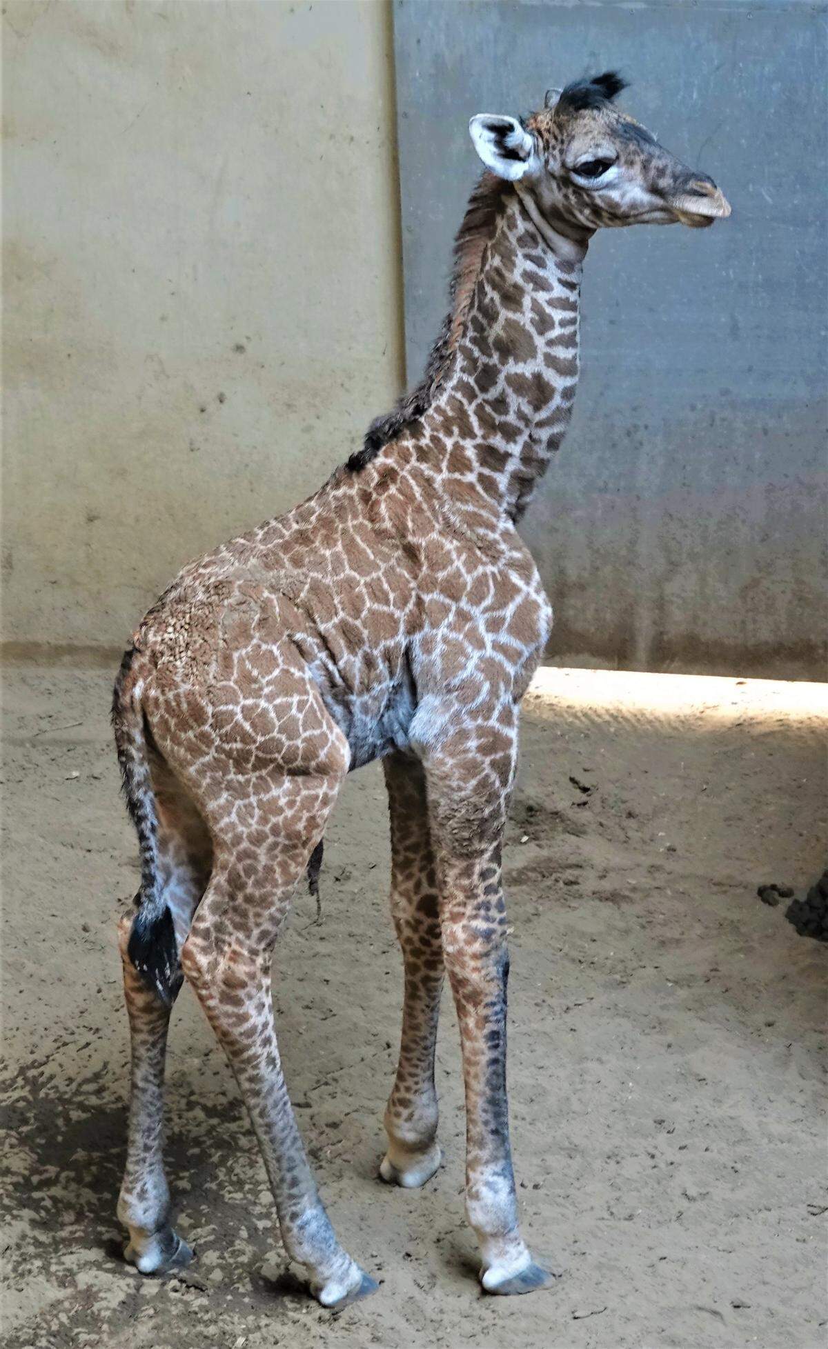 At his first medical screening, Raymie measured 5 foot 9 inches and weighed more than 157 pounds.