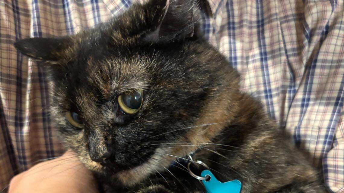‘Silly’ tortoiseshell kitty voted SLO County’s cutest cat. Meet Kittylicious