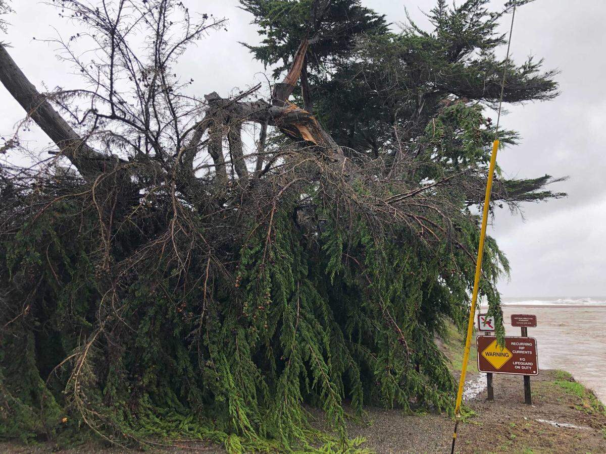 A fallen top half of a tree blocks access to the entrance of Moonstone Beach Park next to Shamel Park in Cambria on Thursday, Jan. 28, 2021.