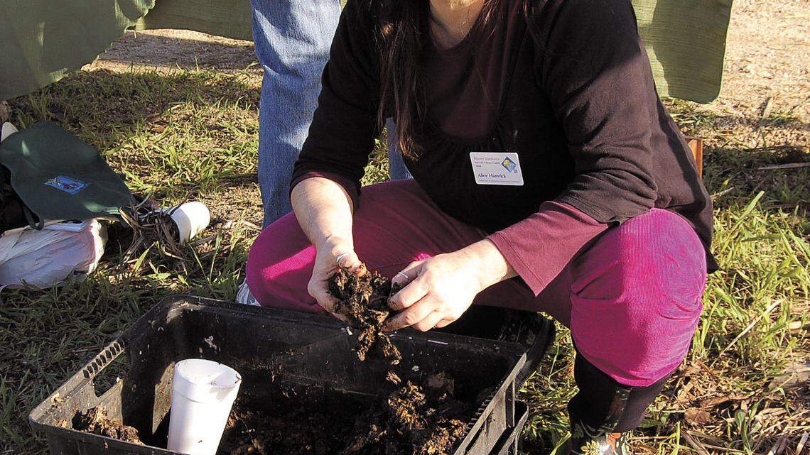 Worm composting, demonstrated here by Alice Hamrick, is a rewarding way to create great compost with little effort.