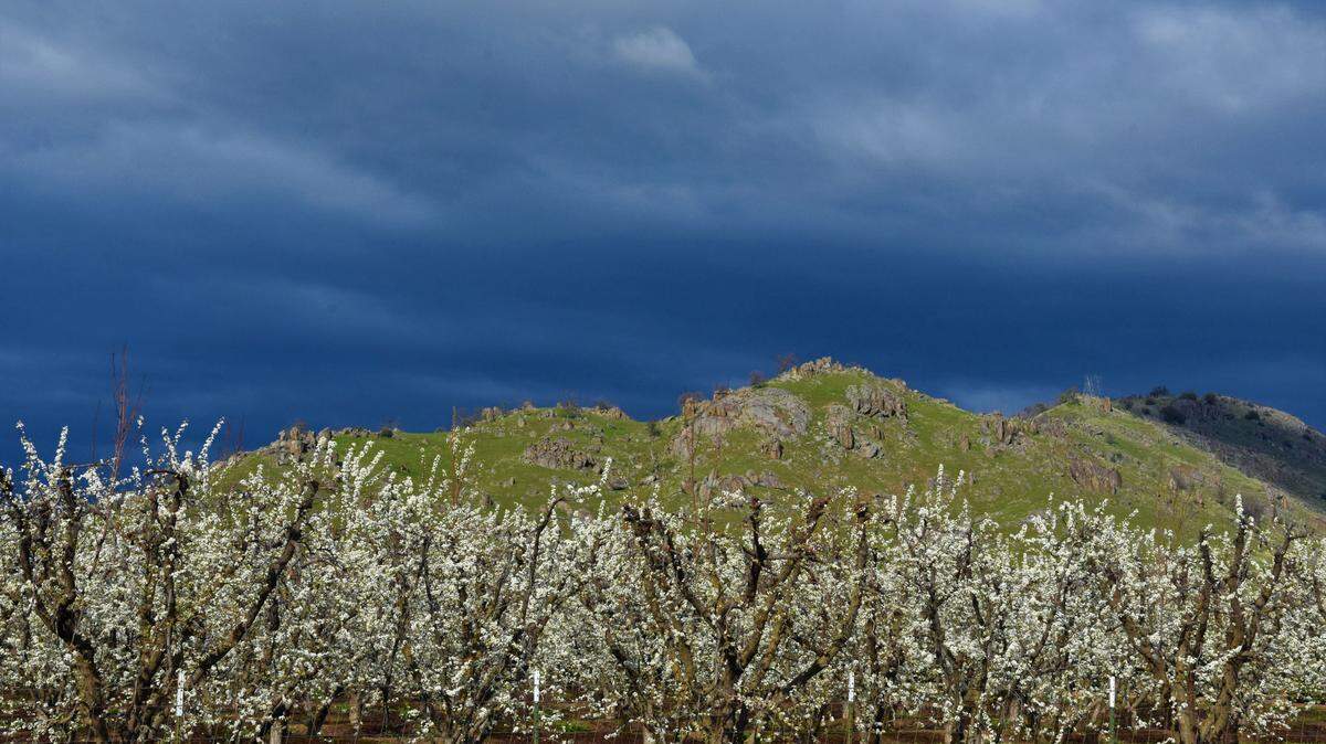 Fruit trees bloom in the San Joaquin Valley. Depending on the variety, the blooms should continue over the next few weeks.