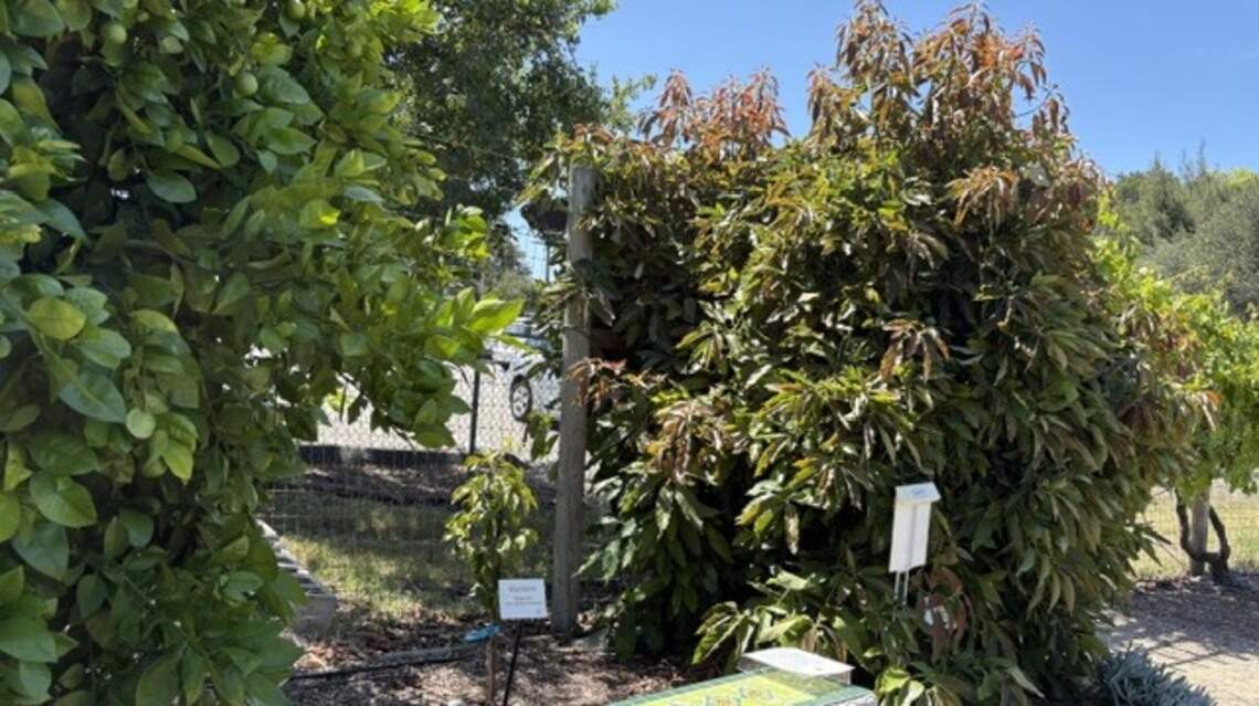 SLO County has perfect climate for citrus and avocado. What to know to grow them