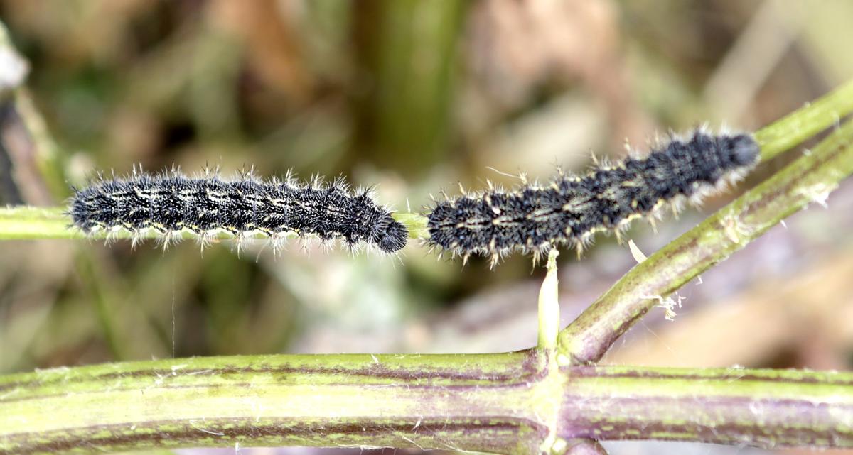 Hordes of painted lady caterpillars have taken over an Arroyo Grande neighborhood. Two of the voracious caterpillars crawl along a milkweed branch looking for more leaves.