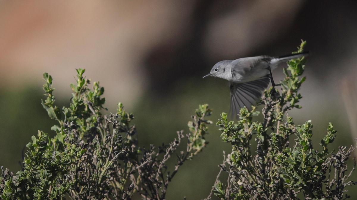 A blue-gray gnatcatcher flew about the bushes beside Morro Rock on Jan. 16, 2025. Birdwatchers flocked to the area for the Morro Bay Bird Festival. 