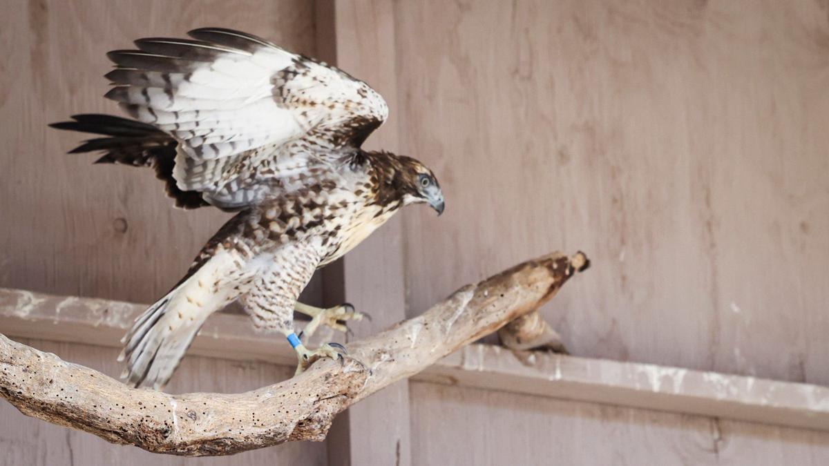 A red-tailed hawk that survived being pushed out of a San Simeon eagle’s nest is getting stronger and learning to hunt while living in a flight enclosure in Cayucos. It’s seen here in a rehab facility on July 15, 2024, and may be released in a few weeks.