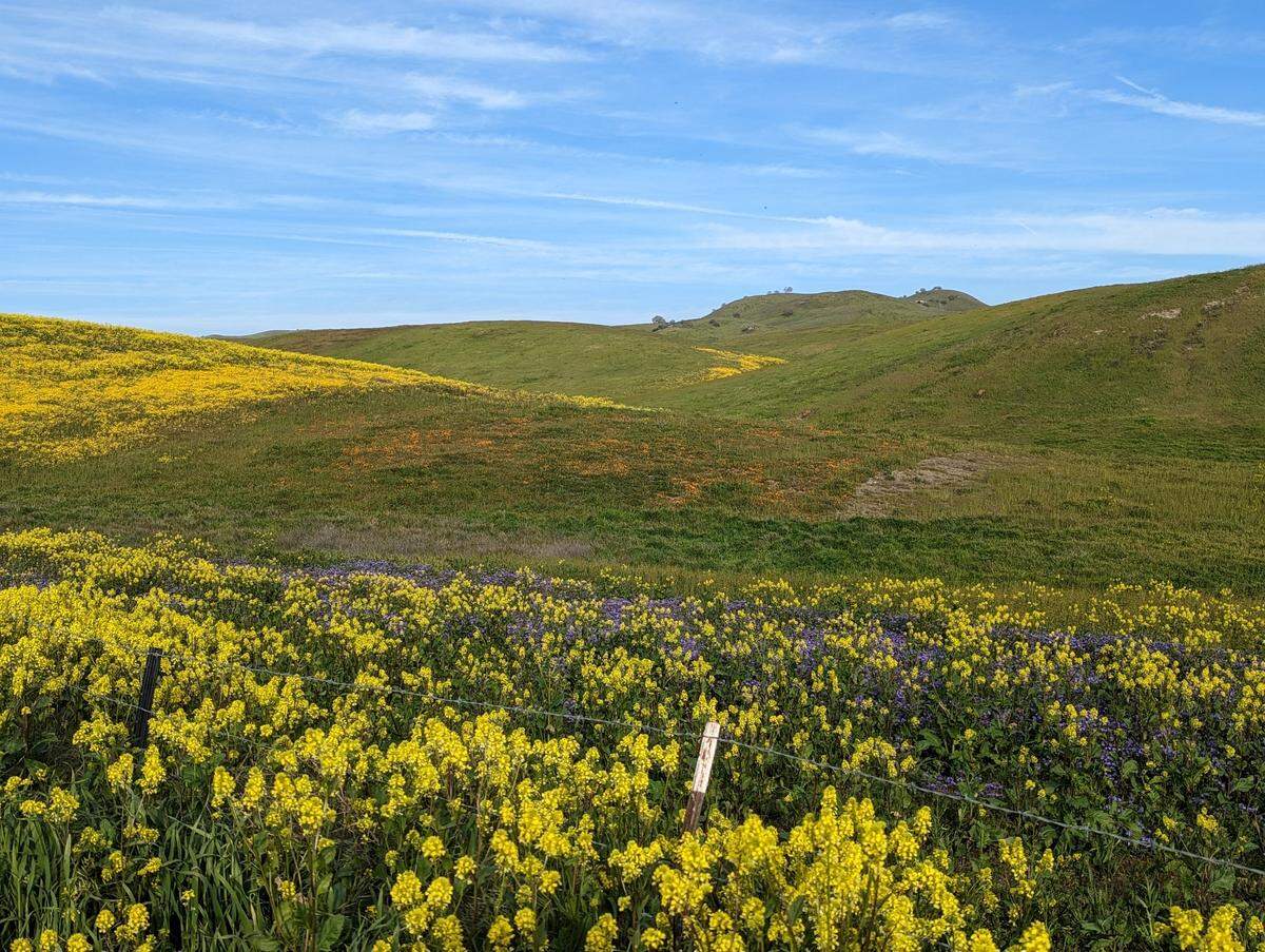 Jessica Scharffenberg of North Fork shot this photo of wildflowers off Highway 41 in April 2023.