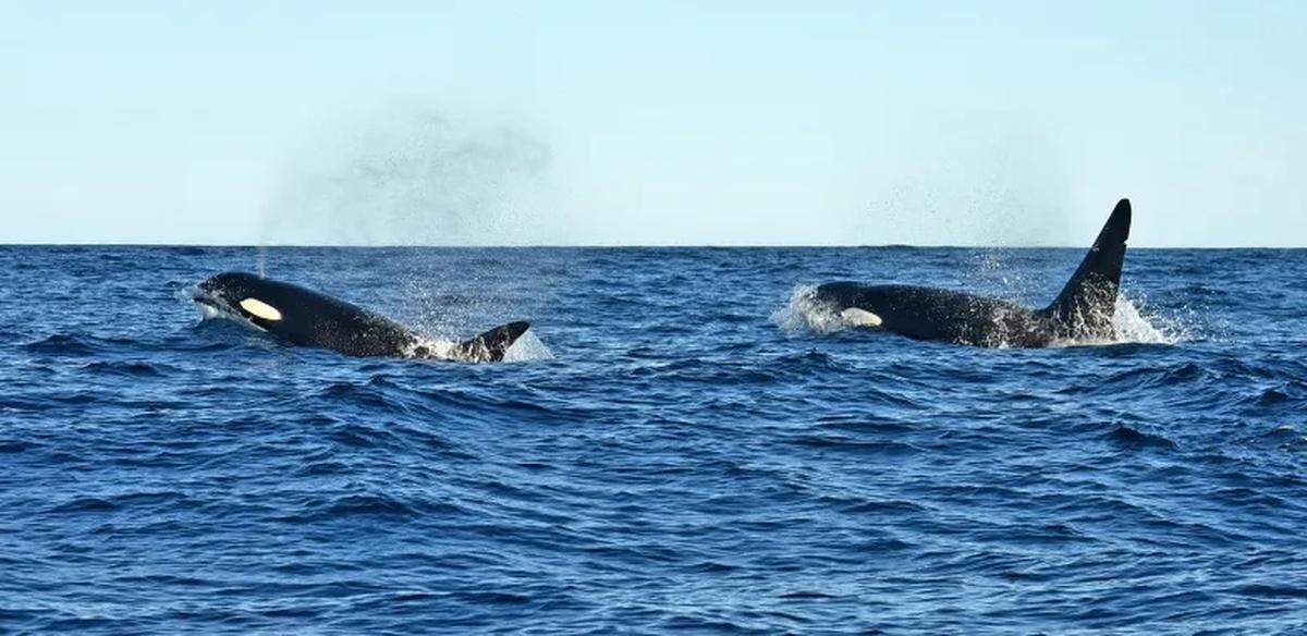 A pair of orcas swimming in the Santa Barbara Channel in January 2026.