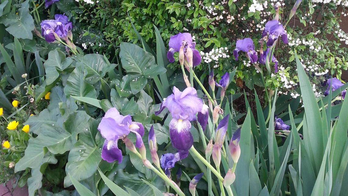 History, berries and bees this spring at Cambria museum