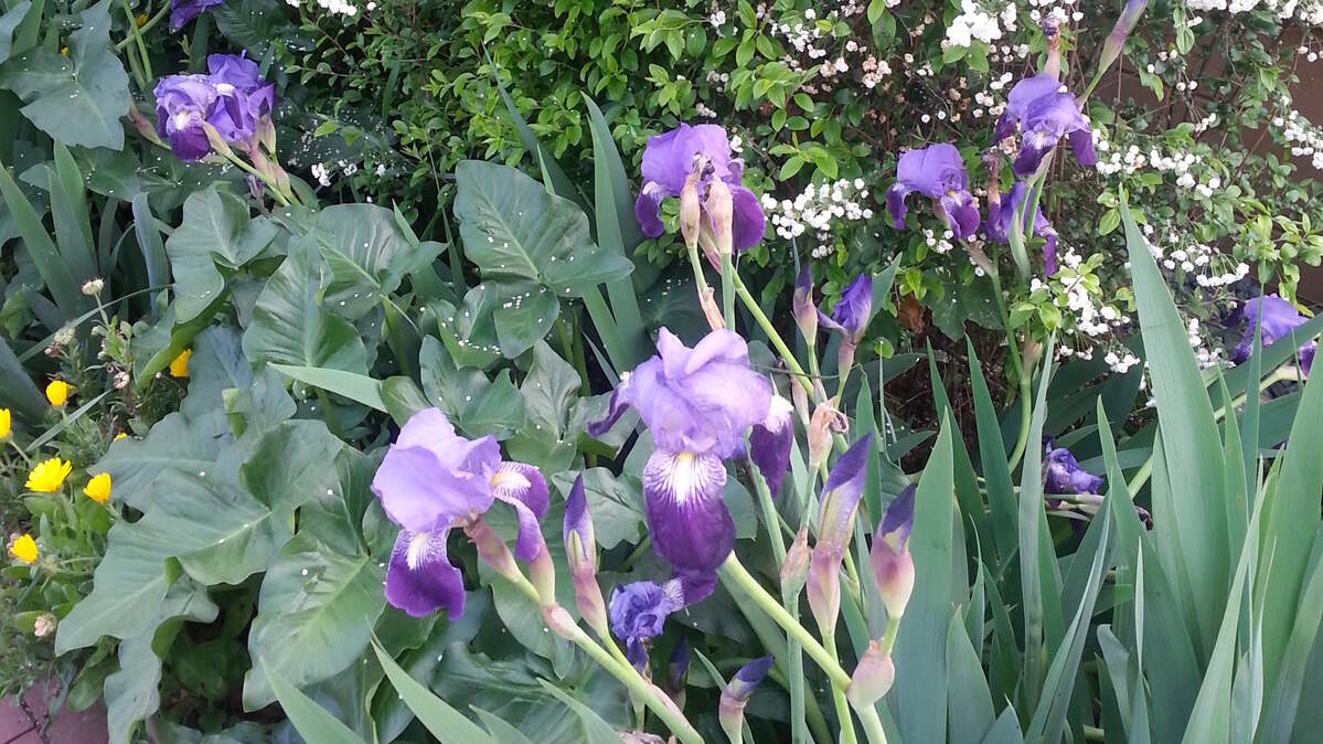 Iris are blooming at the feet of the Spirea hedge, and are on sale in the museum nursery.