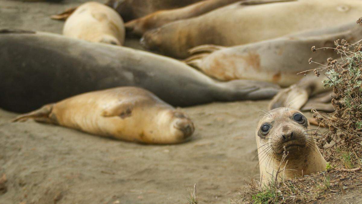 A yearling elephant seal turns the table on spectators by peaking up at them over a dune at the rookery next to Highway 1, Piedras Blancas. David Middlecamp 12-03-2019