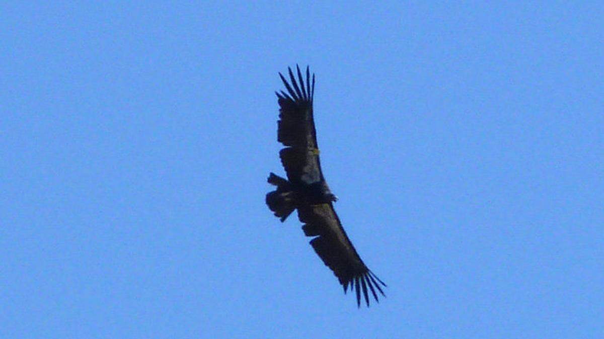 Wildlife biologists on Monday spotted a California condor flying over the coast between Montaña de Oro and Diablo Canyon nuclear power plant.