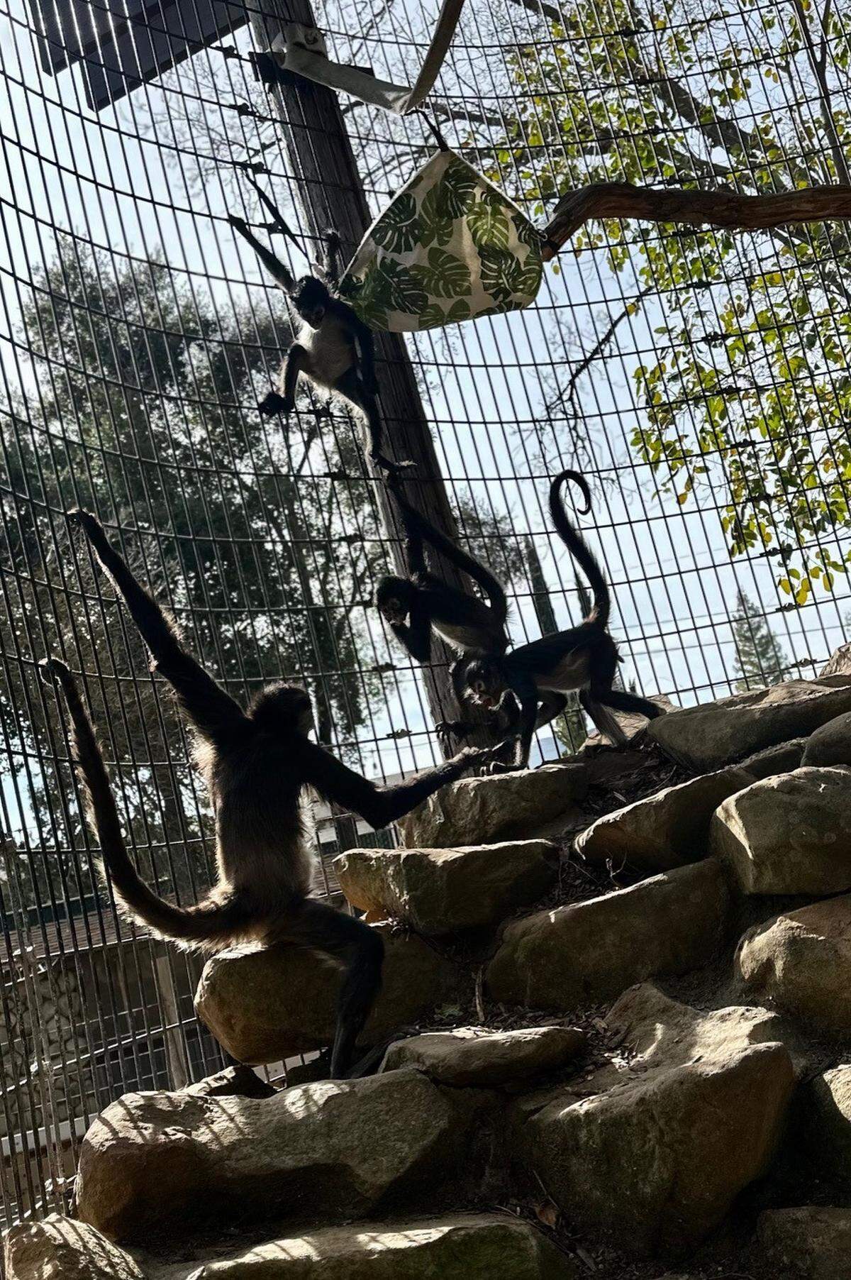 The Charles Paddock Zoo in Atascadero now has four spider monkeys after the addition of three new youngsters in February 2025.