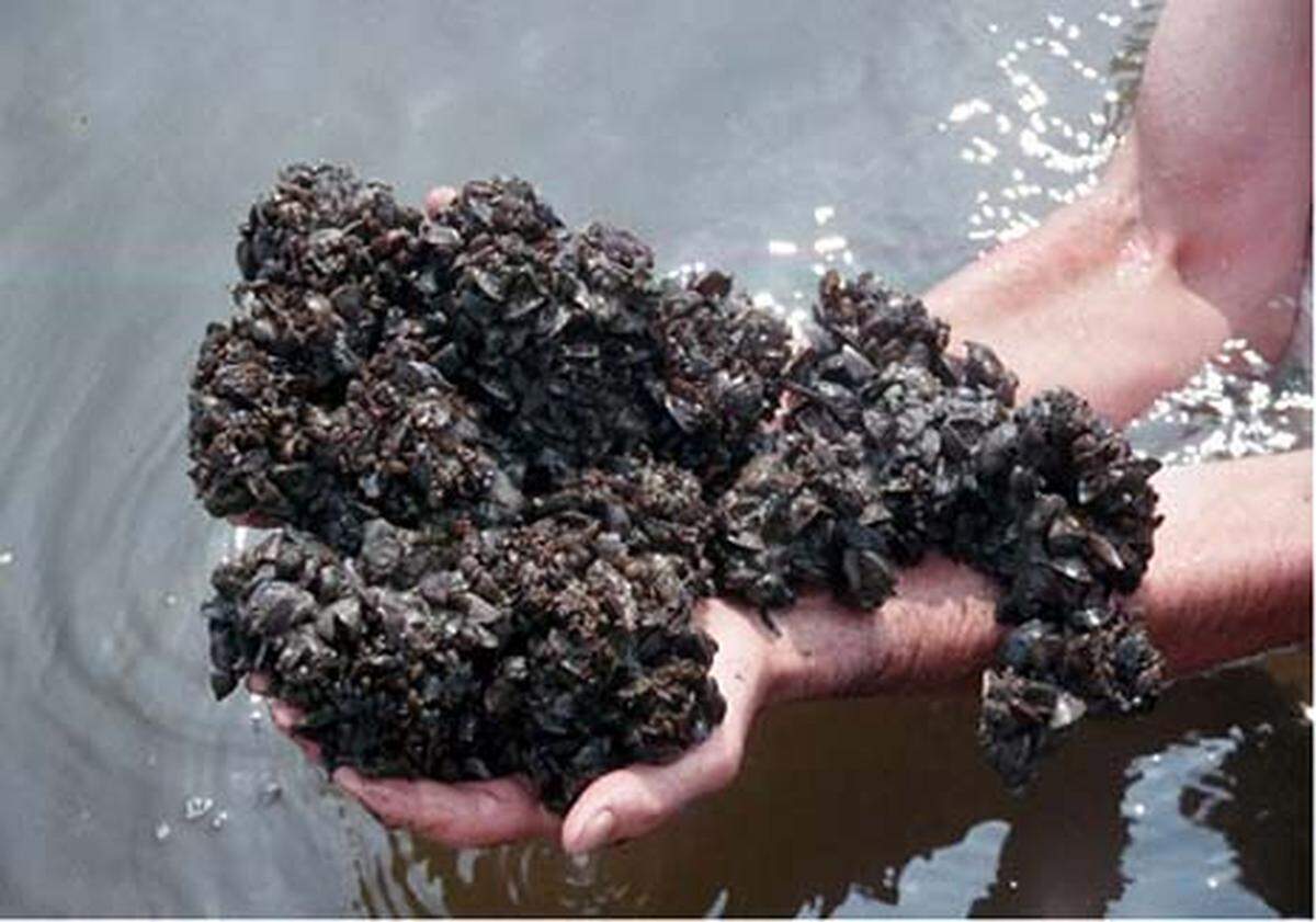 Zebra mussels are scooped from Minnesota’s Lake Pepin, where they carpet the lake’s bottom.