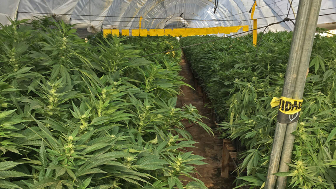 Police raid marijuana grows in SLO, Santa Barbara CA counties | San ...