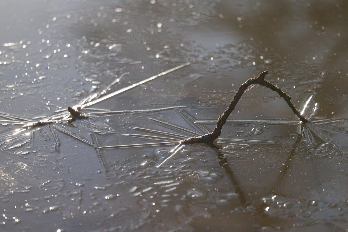 Ice starts to form around oak branches in standing water as temperatures dipped below freezing in Santa Margarita on the morning of Feb. 15, 2023.