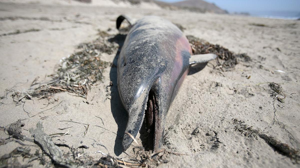 A dead dolphin washed up on a beach in Cayucos in August 2024. Some people blamed offshore wind site surveys, but it was likely due to a neurotoxin that causes domoic acid poisoning.