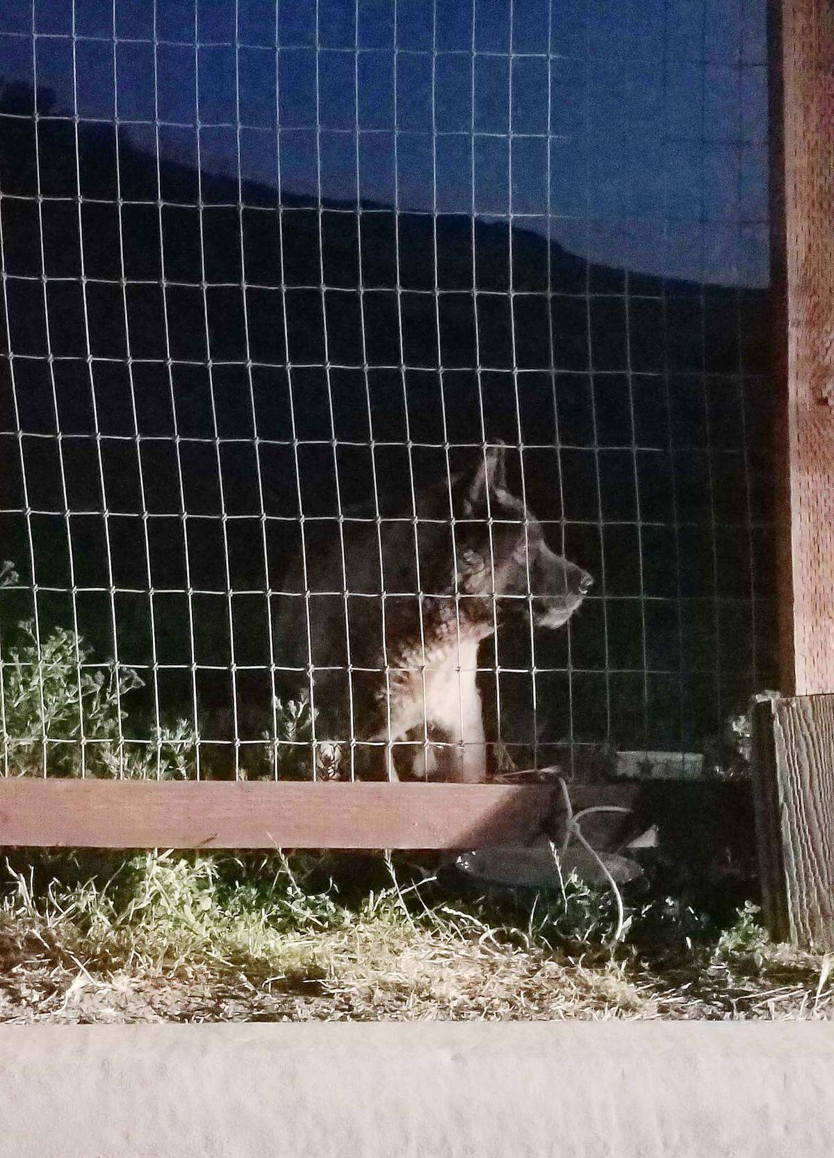 Wolfie could often be seen handing out in a fenced enclosure next to the neighborhood’s homes.