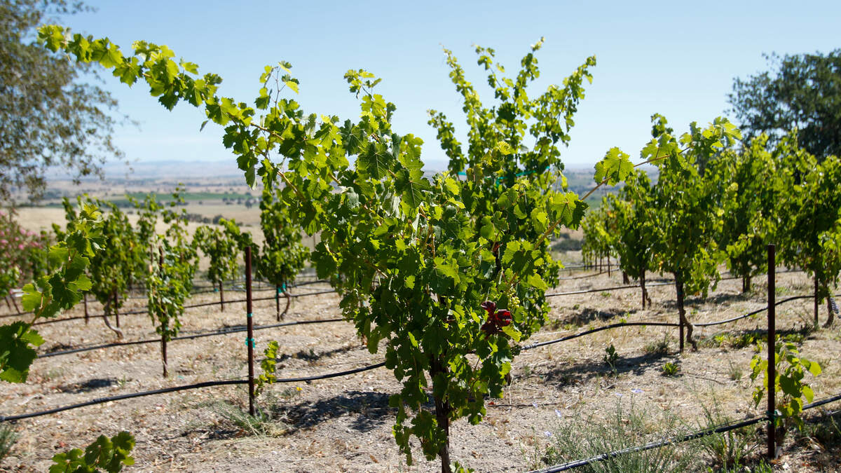 Nero di Troia grapevines grow at a 705 Sequoia Lane estate currently up for sale on Wednesday, June 10, 2026. The 12-acre estate features the first commercial planting of Nero di Troia grapevines — native to Italy’s Puglia region — in the United States.