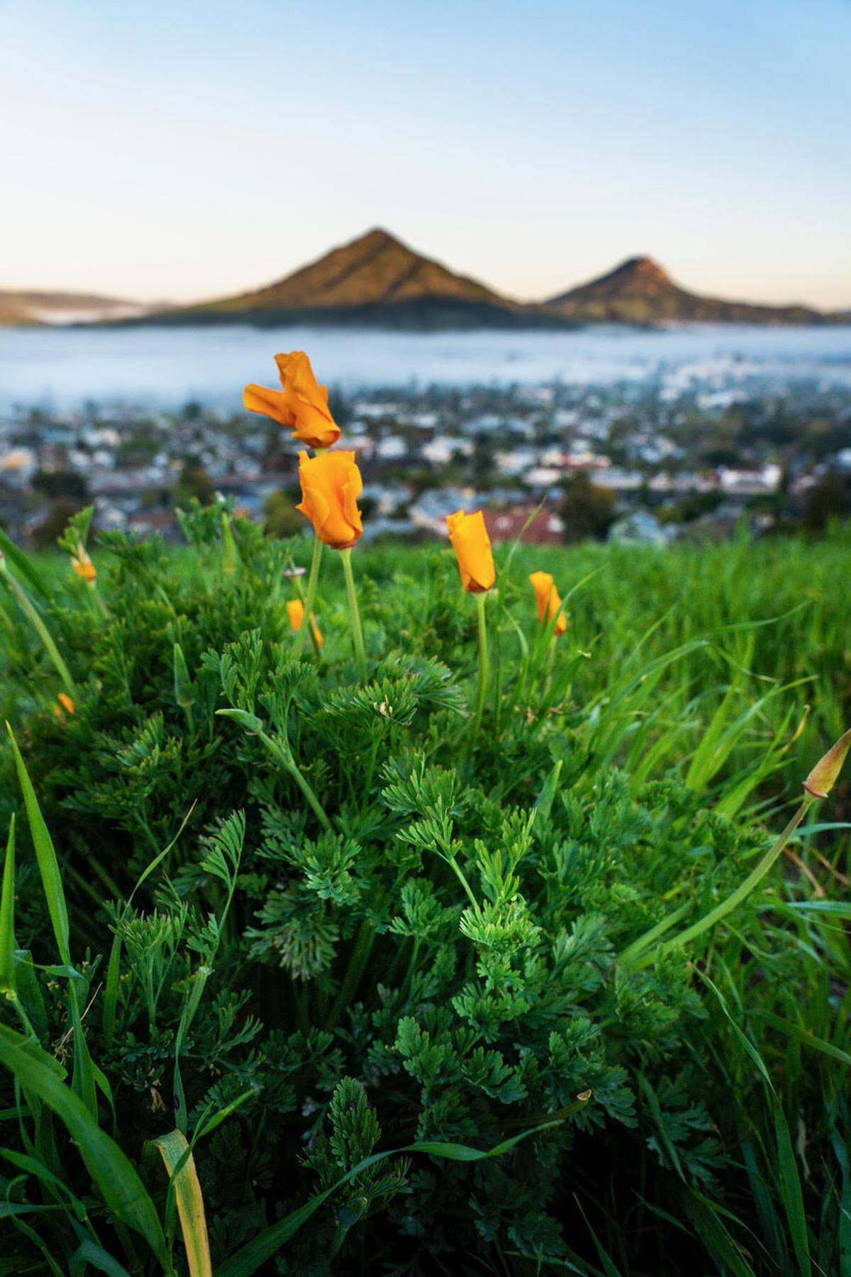 A lone poppy plant on Terrace Hill in San Luis Obispo.