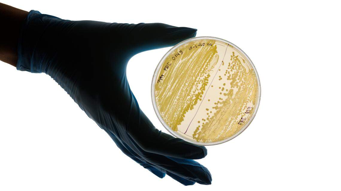 Cal Poly students study ancient bacteria stuck in amber. ‘Jurassic Park vibes’