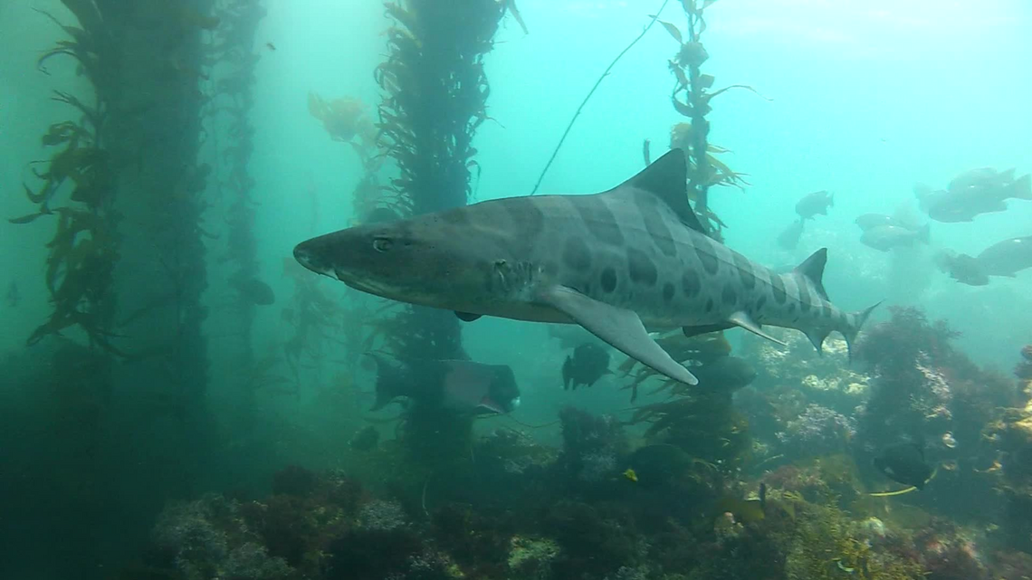 Shark Week comes to cove at Diablo Canyon. Here’s how to watch