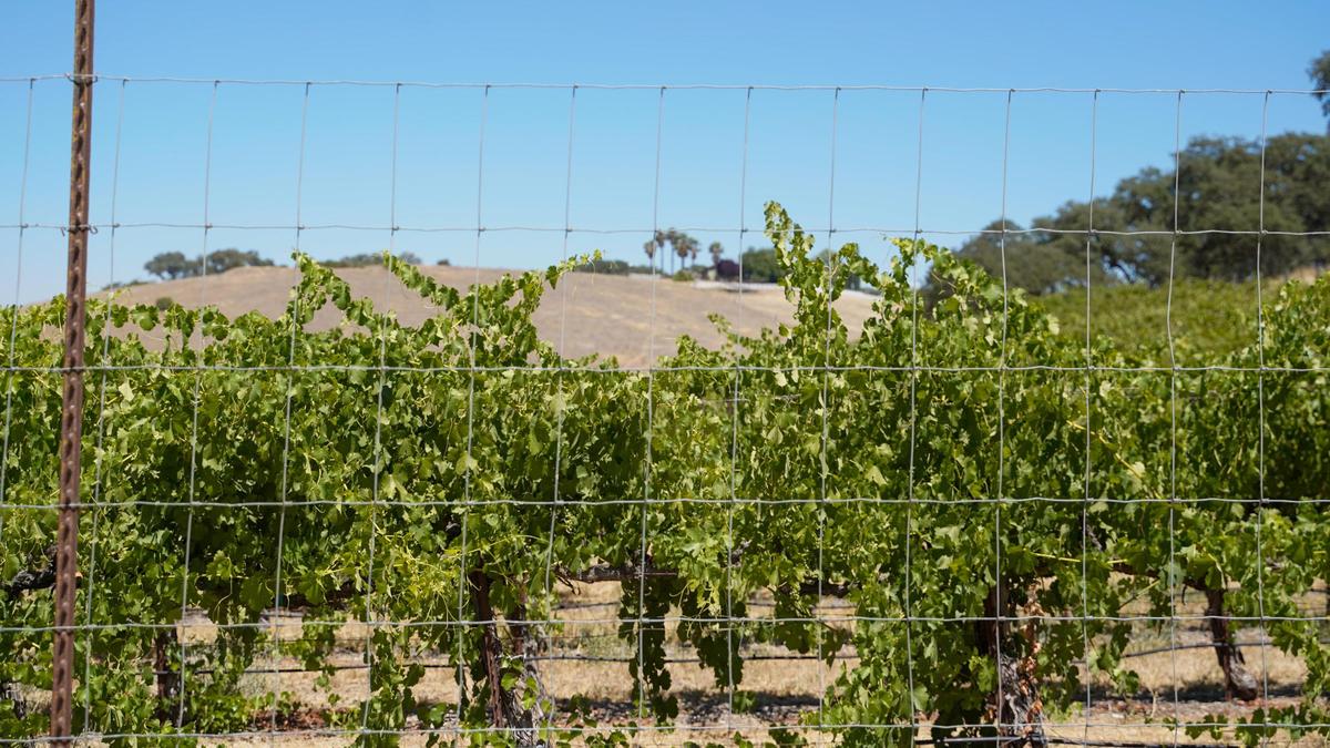 A new indoor cannabis farm, Eden Dreams, may be coming to a 100 acre plot at 4339 South El Pomar Road in rural Templeton, but some of the town’s residents have petitioned to block the project.