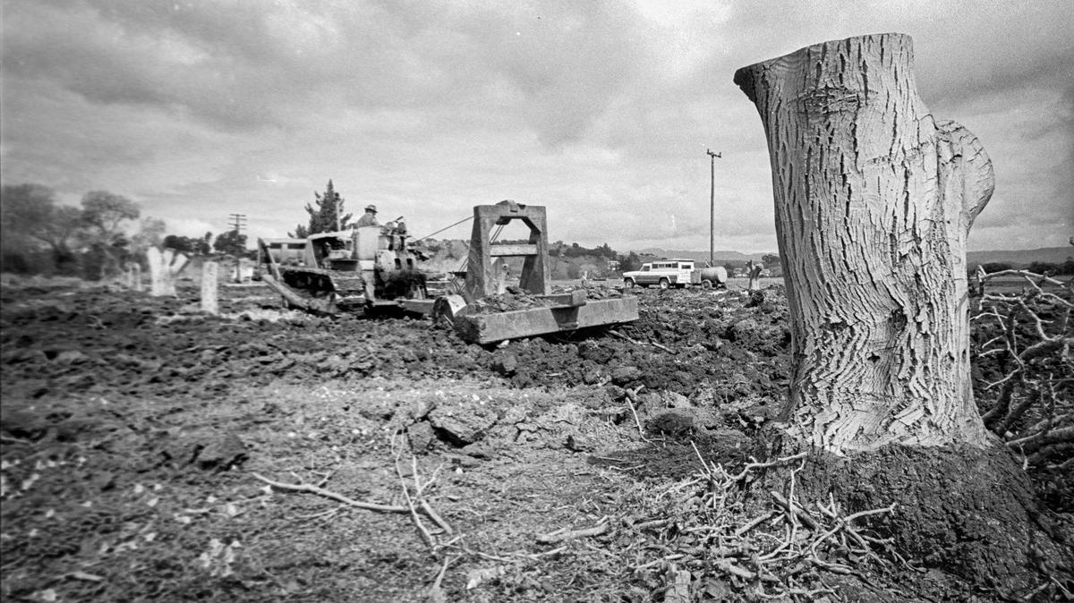 An Arroyo Grande walnut orchard was being demolished and stumps ripped out March 23, 1978.