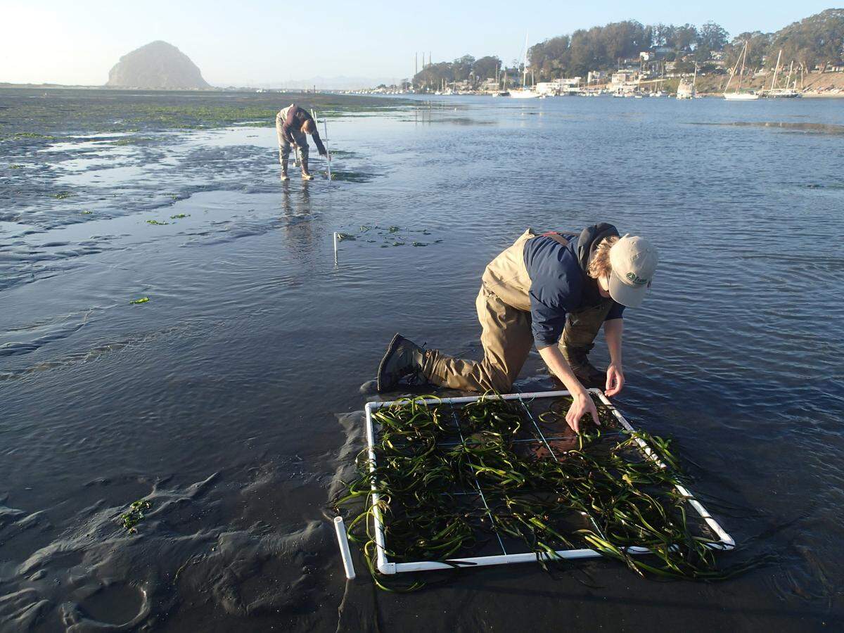 Workers transplant eelgrass in the Morro Bay estuary in 2021. The seagrass nearly completely died off from 2007 to 2016 before restoration efforts helped spur a massive recovery.