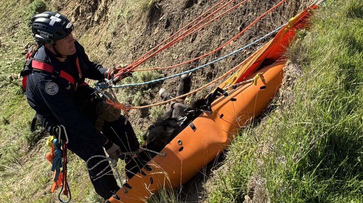 Firefighters rescue a calf from the bottom of a steep beach cliff on Saturday, Jan. 24, 2026, near Harmony Ranch Road off Highway 1.
