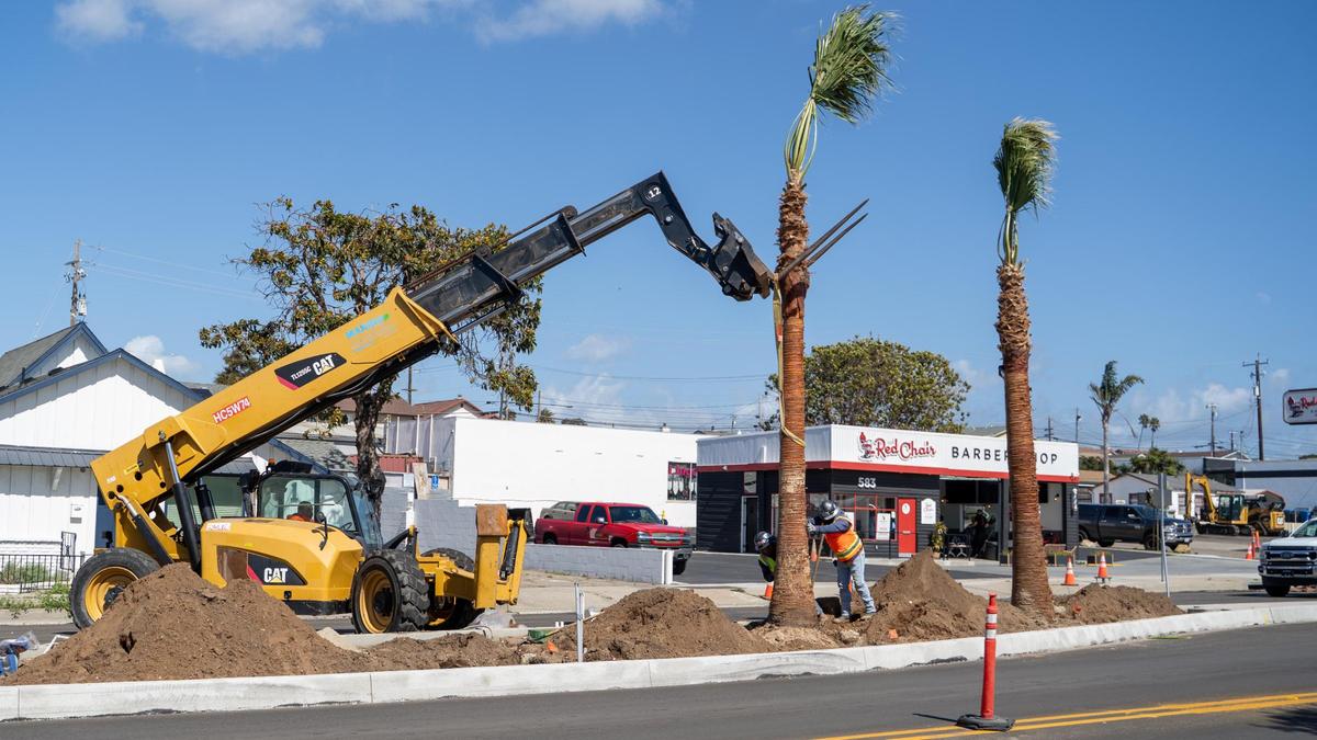 Construction crews move new palm trees into their new homes in the median of West Grand Avenue in Grover Beach on Friday, March 7, 2025.