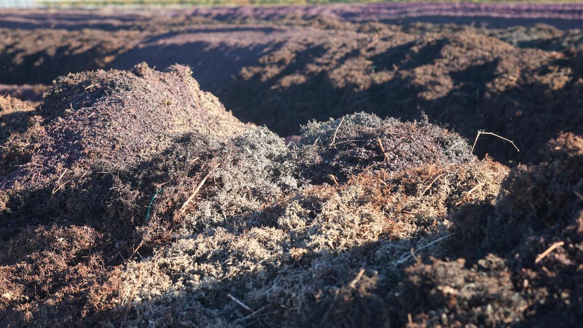 One way J. Lohr Vineyards & Wines has reduced its water use is by composting grape seeds and skins and then spreading them in the vineyard to provide cover that retains moisture.