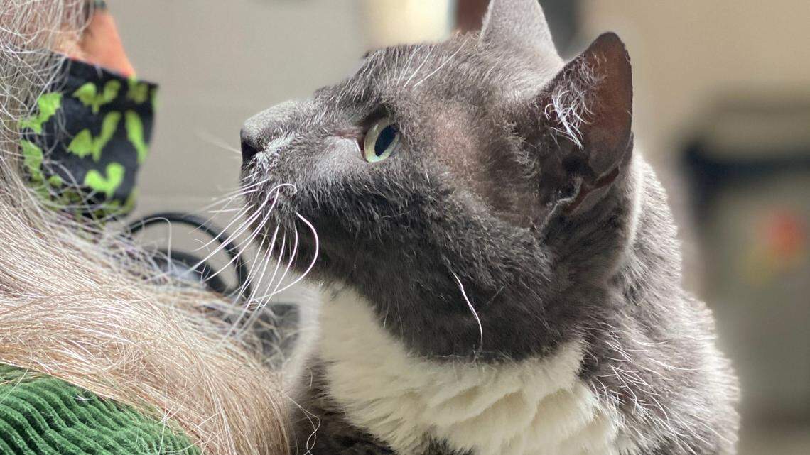 Griffin the sweet cat ‘positively loves being patted.’ He’s looking for a forever home