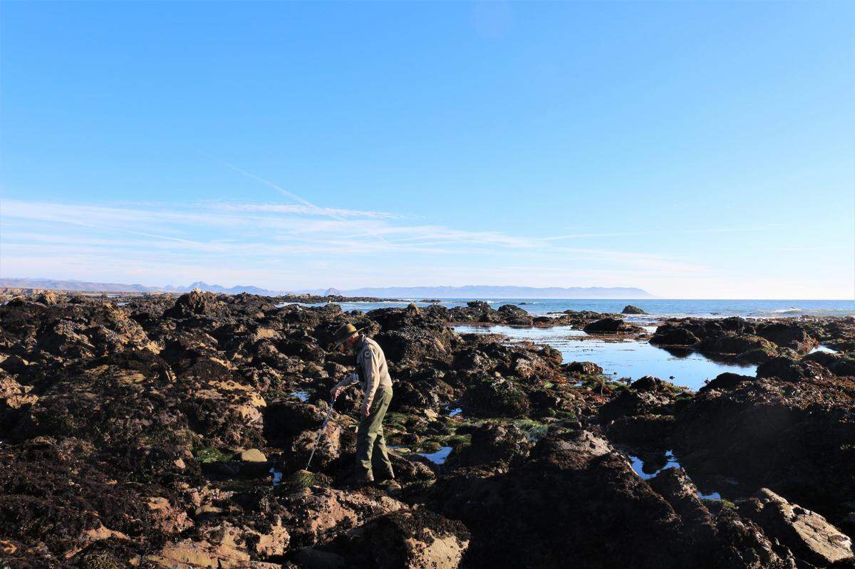 California State Parks Interpretive Specialist Ray Purcelle carefully walks around the tidepools at Estero Bluffs State Park north of Cayucos on Dec. 22, 2022.