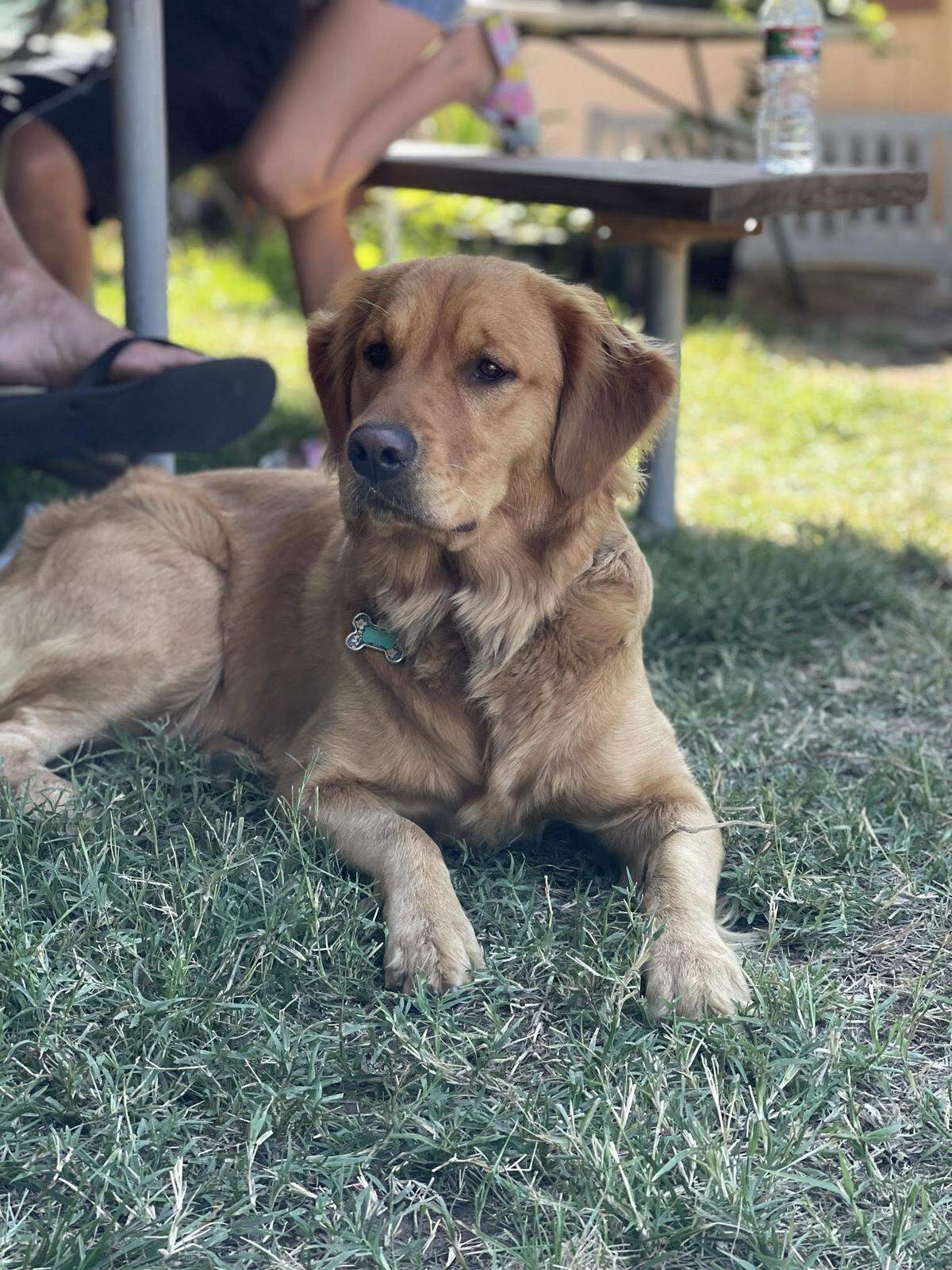 Blossom’s family was “very sad” when she went missing, and felt thankful to have her back, owner Steven Allen said.