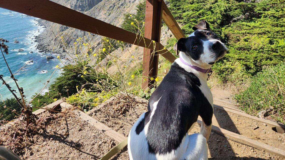 Iris the border collie is ‘perfect mix of active and relaxed.’ Help her find a forever home