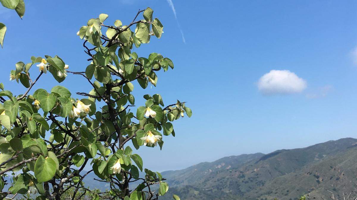 The Gifford Fire burned San Luis Obispo County’s only population of snowdrops, which grew along Caldwell Trout Creek.