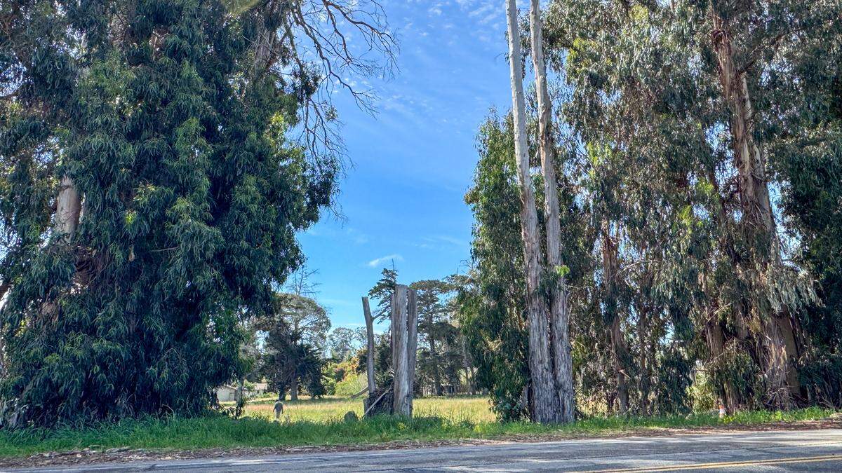 Residents of The Pike in Arroyo Grande are worried about the eucalyptus trees lining the south side of the road, pictured here on March 28, 2024, after a home was hit by a falling tree in the Feb. 4, 2024, winter storm that swept through San Luis Obispo County.