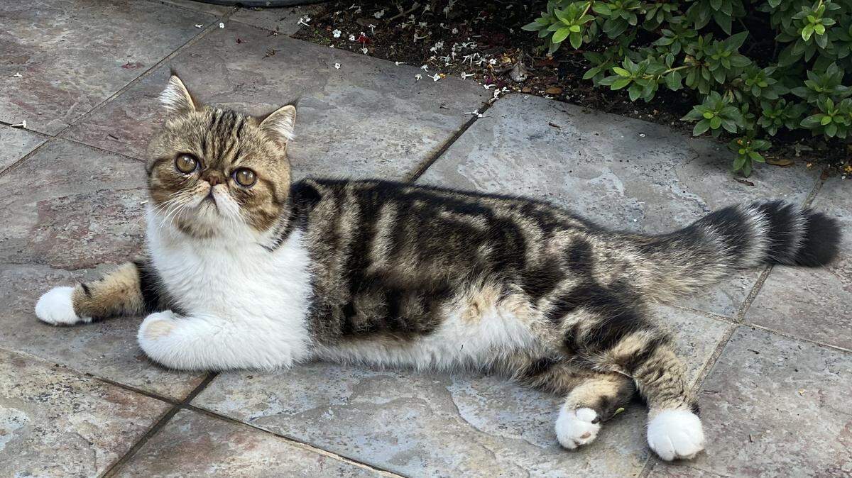 Oliver, also known as Ollie, is a 8-month-old Exotic cat who lives in Arroyo Grande.