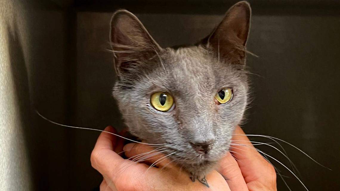 Gil the cat has moved into SLO County’s new animal shelter. He still needs a forever home