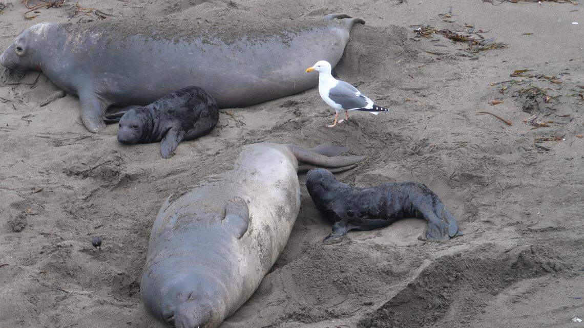 It’s pup season at Piedras Blancas elephant seal rookery. What to look for if you go