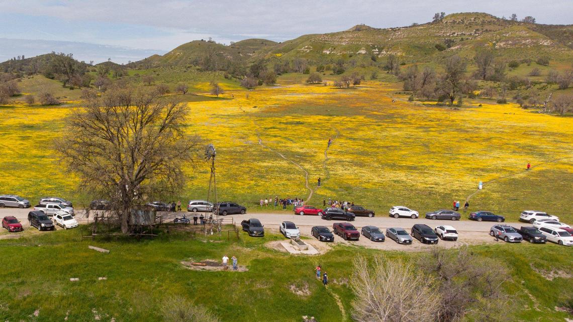 ‘Poppy fields are glowing.’ AAA gave tips for drivers seeking wildflowers a century ago