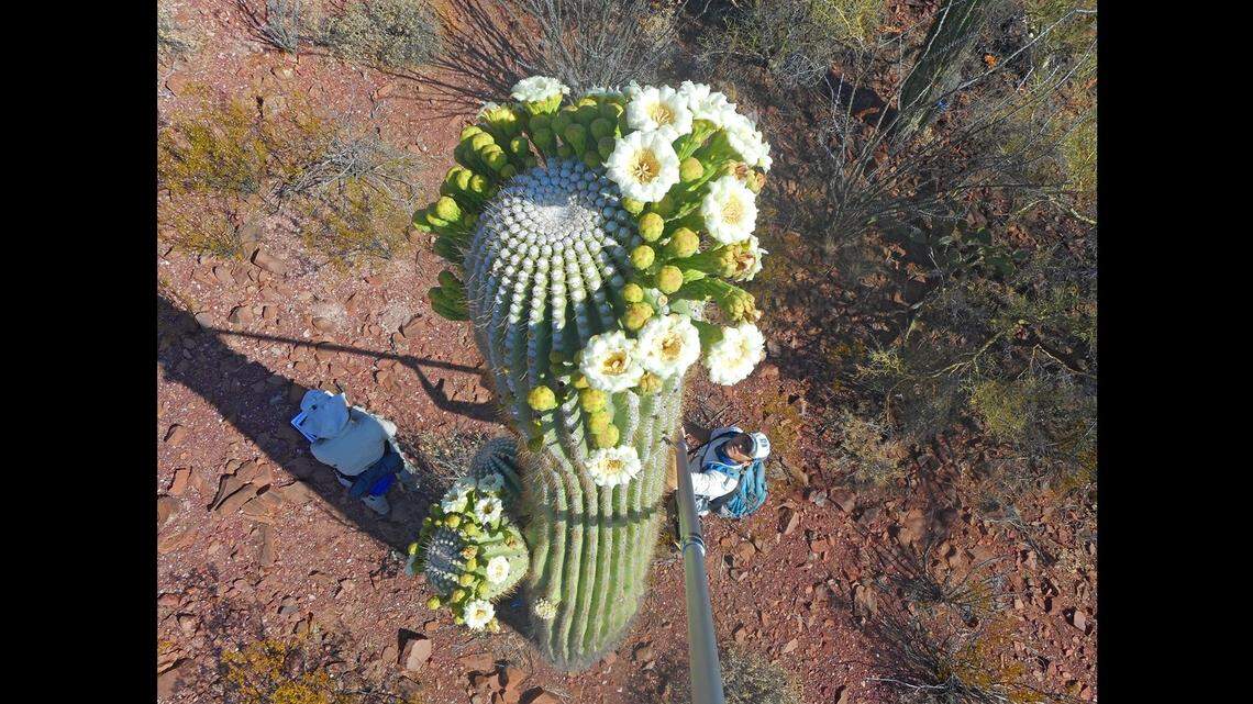 The National Park Service reports centuries-old giant cacti known as saguaros are suddenly blooming out of season in Arizona. It’s unclear why.