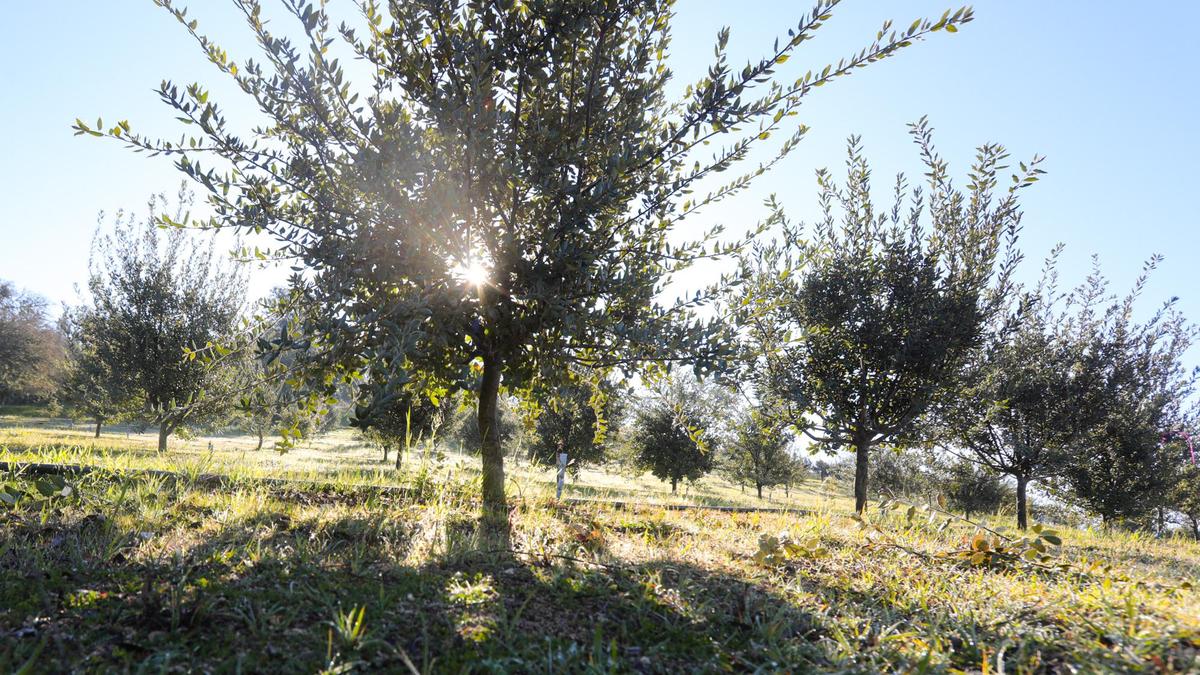 The sun rises over a frosty holly oak orchard inoculated for truffles at Caelesta Wines and Vineyard in Templeton on Feb. 6, 2022.