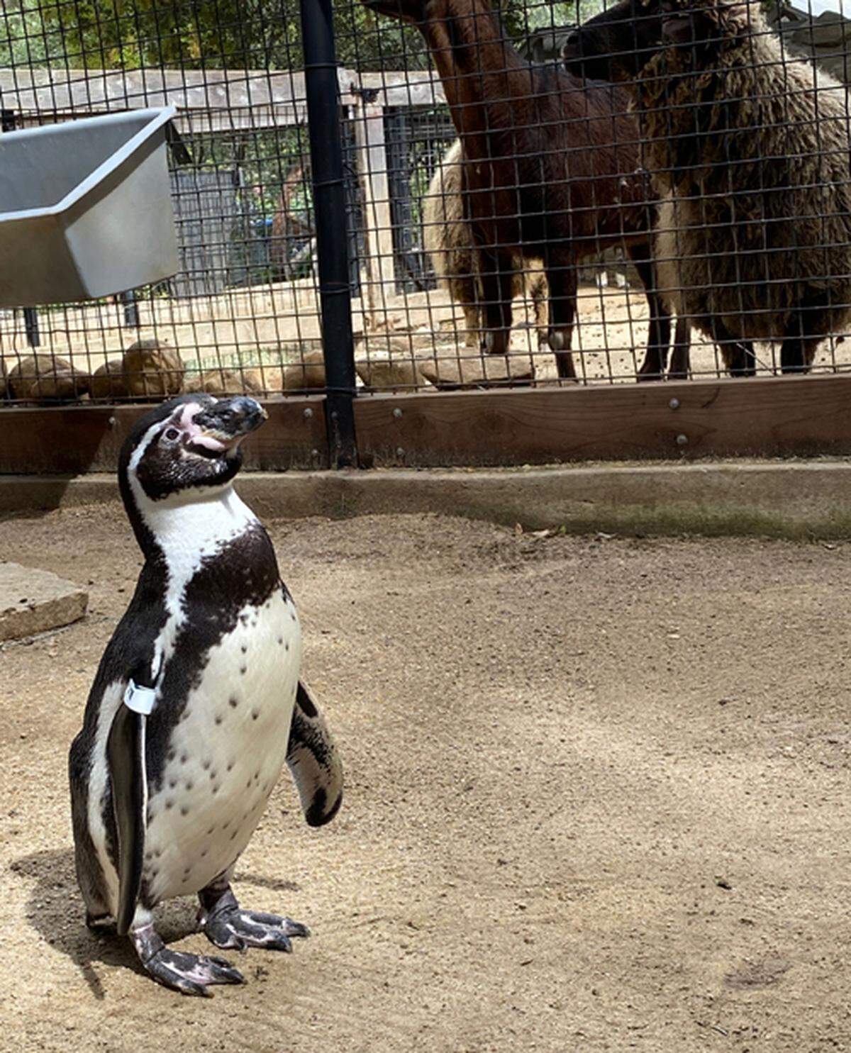 A 5-year-old Humboldt penguin named Monty roams the grounds of the Santa Barbara Zoo.