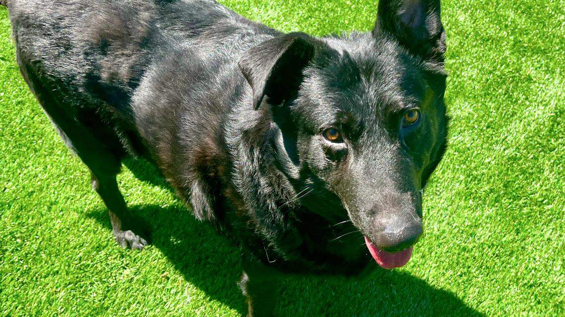 Jack the shepherd mix is a ‘gentle soul.’ He’s looking for a loving home