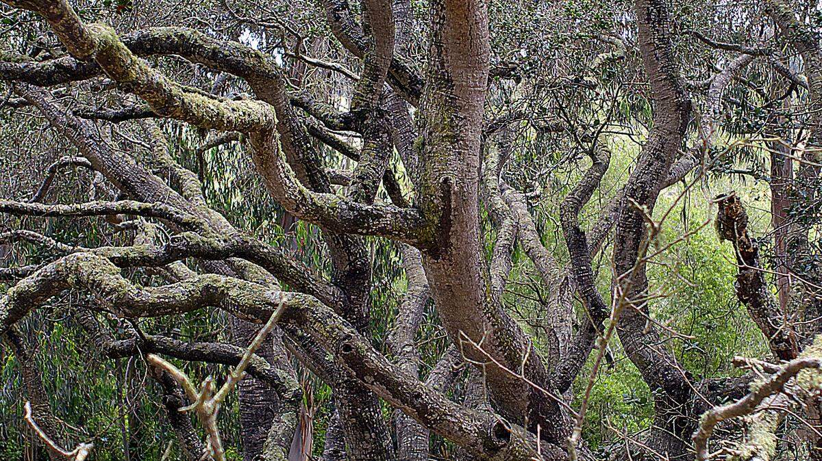 A tangle of tree limbs is seen at Black Lake in Nipomo.