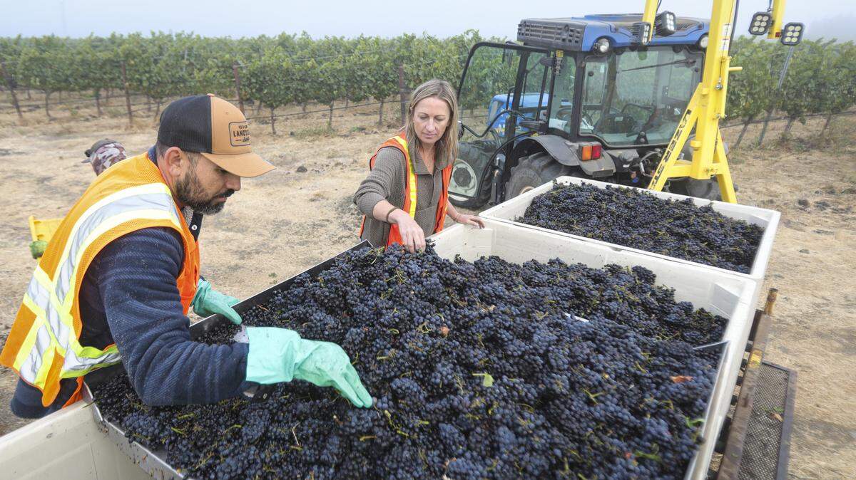 Martin Ramirez, foreman, and Brianne Engles, winemaker, qualty check grapes before putting them into bins. Chamisal Vineyards harvest Pinot Noir grapes early in the morning of Sept. 22, 2025.